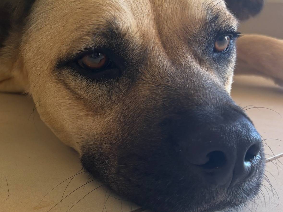 Adotta un cane, maschio, 6 mesi, Siracusa