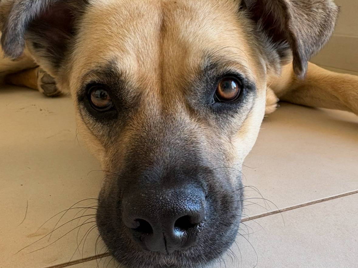 Adotta un cane, taglia media, maschio, Siracusa