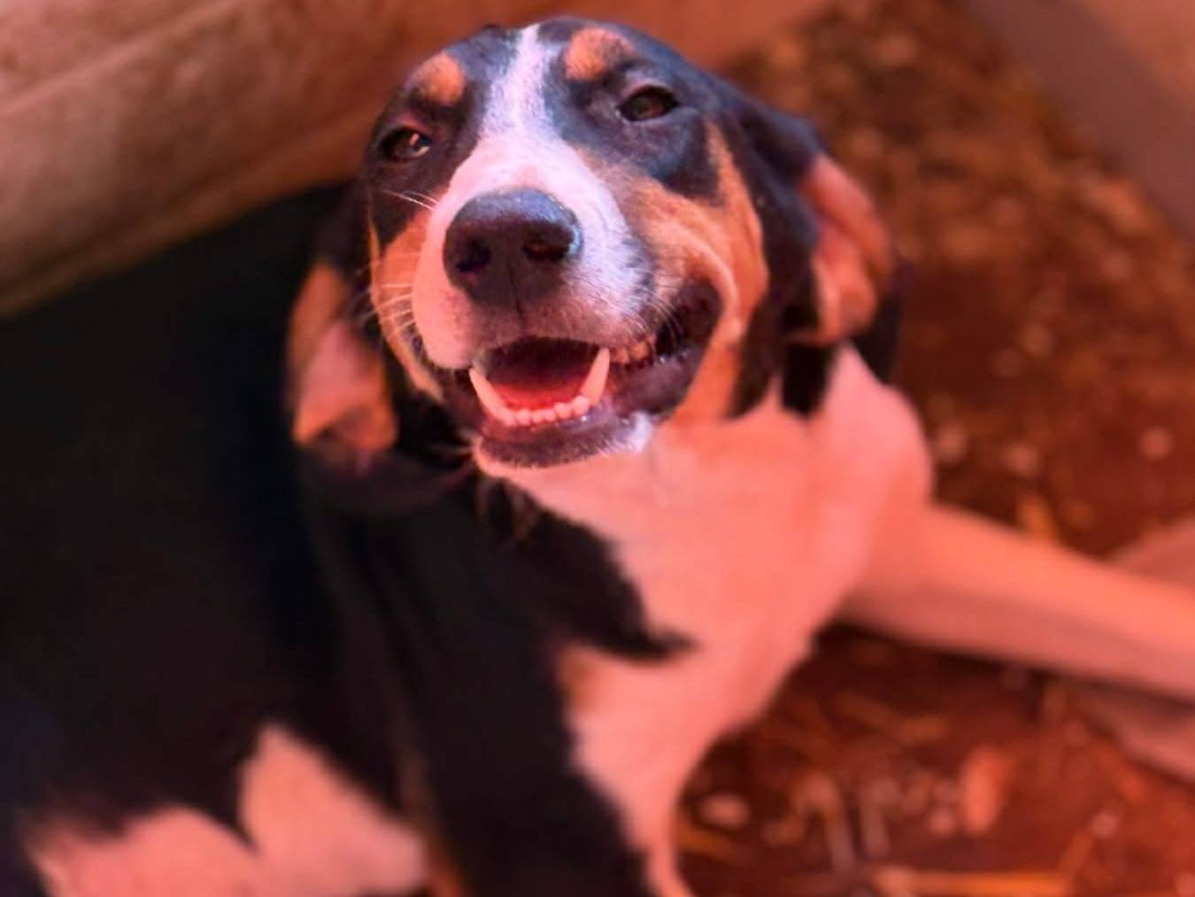 Adotta un cane, taglia media, femmina, Firenze