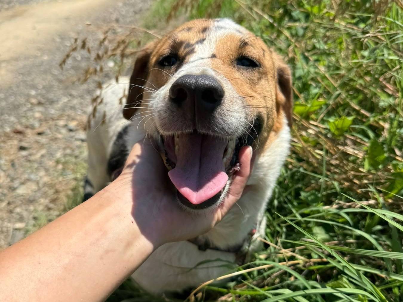 Adotta il cane SISSY a Firenze