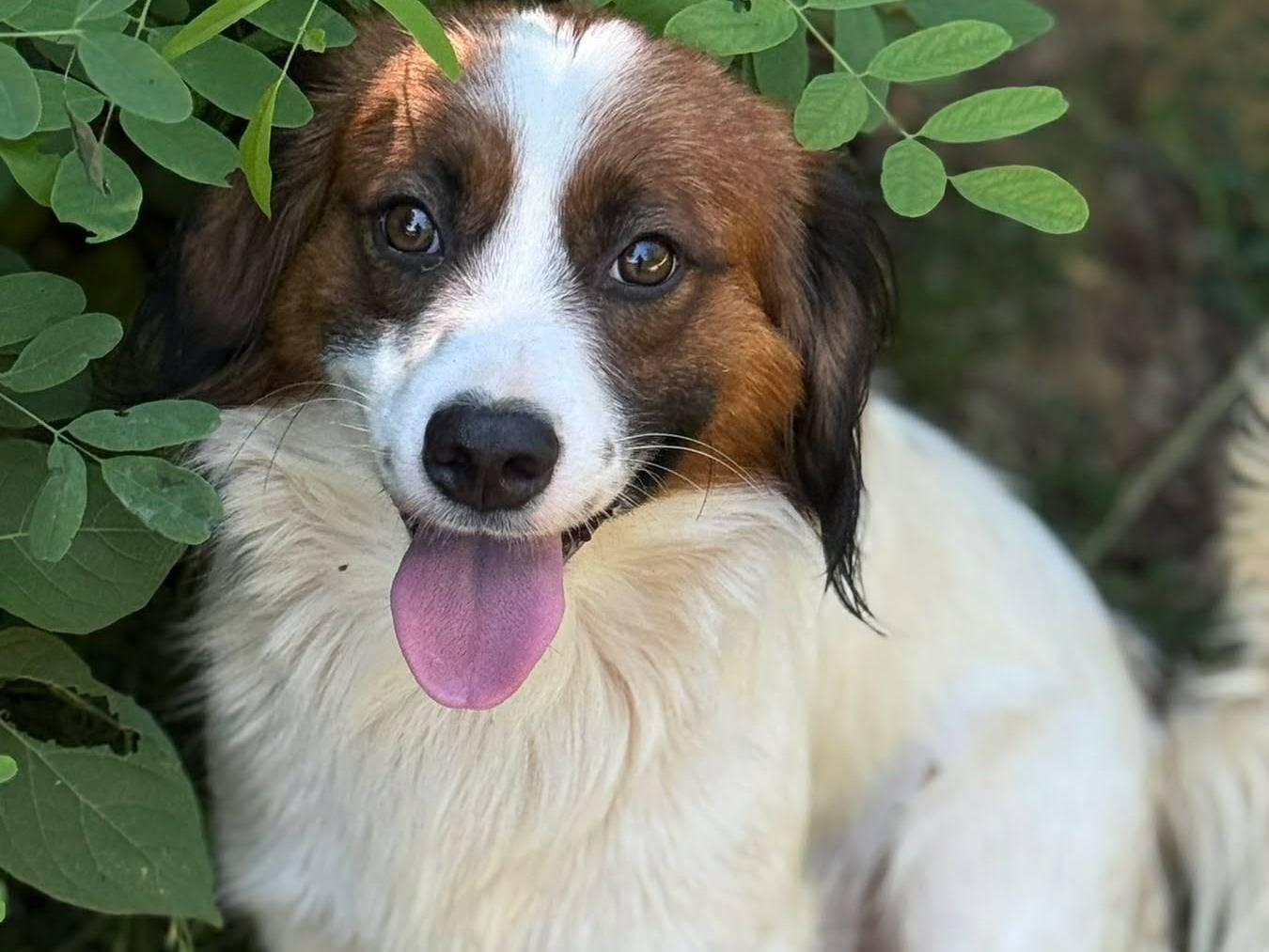 Adozione cane, maschio, Razza sconosciuta Razza sconosciuta, 1 anno e 2 mesi, taglia piccola, Firenze
