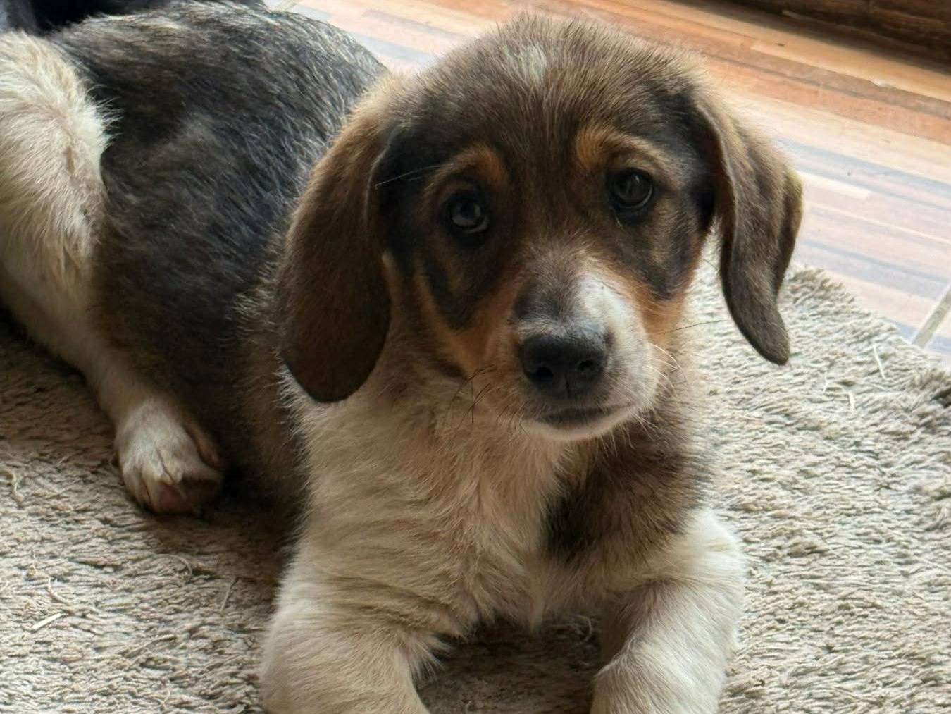 Adozione cane, femmina, Razza sconosciuta Razza sconosciuta, 2 mesi, taglia media contenuta, Firenze