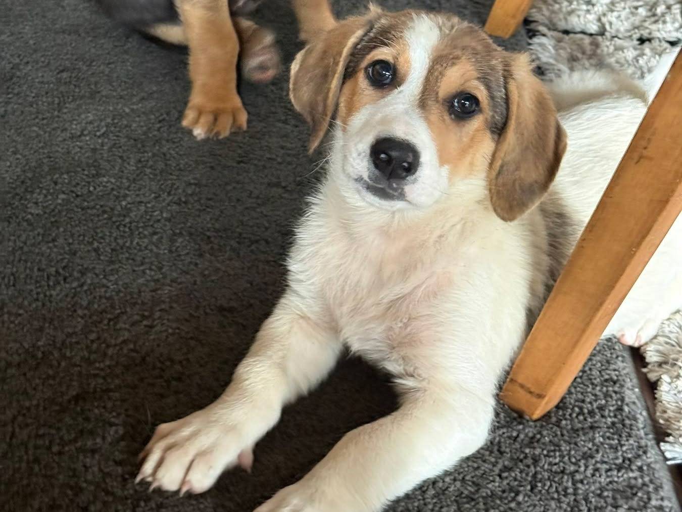 Vuoi adottare un cane a Firenze?