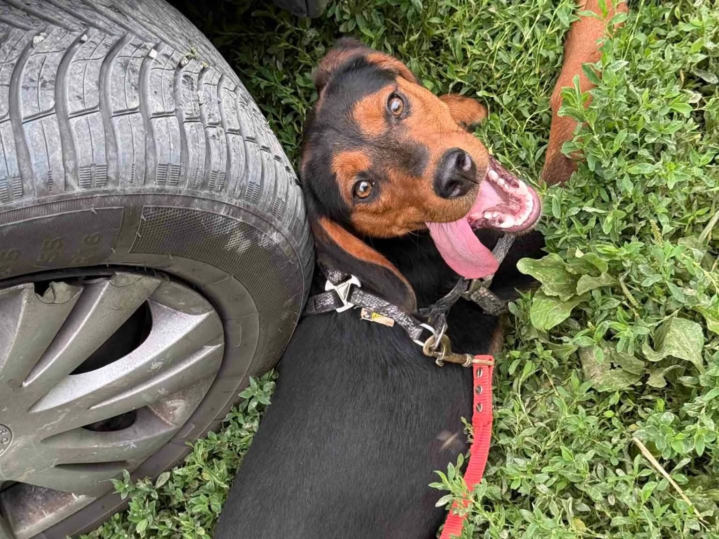 Adotta il cane VICTORIA a Firenze