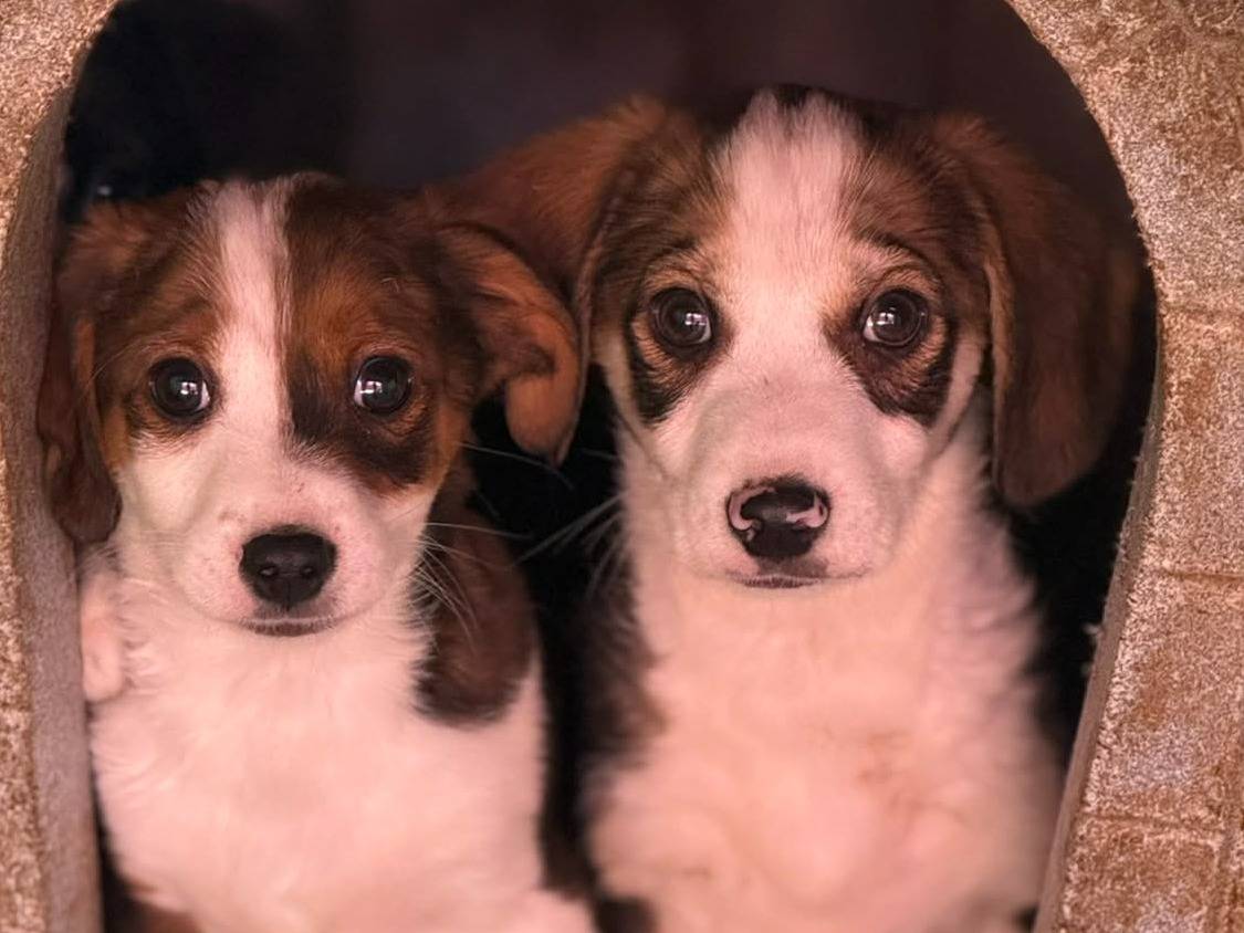 Adozione cane, maschio, Razza sconosciuta Razza sconosciuta, 3 mesi, taglia piccola, Firenze
