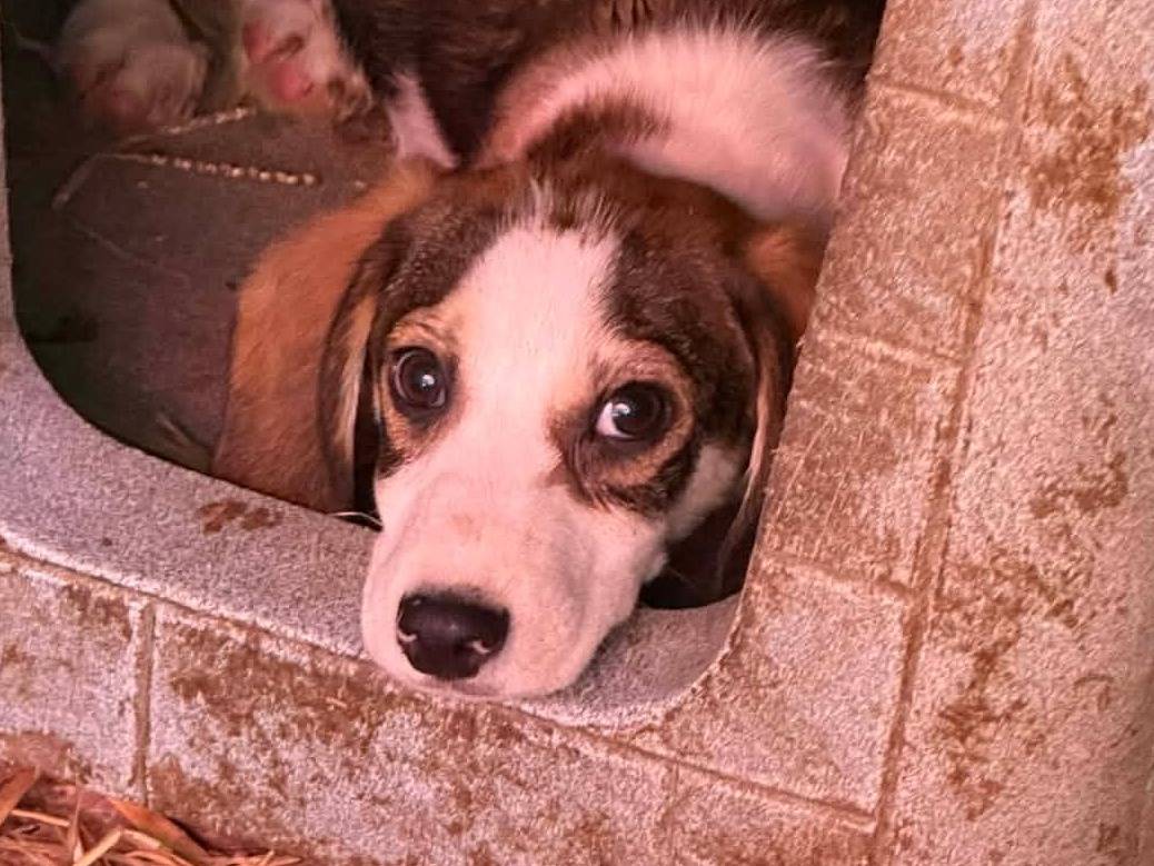 Adotta un cane, taglia piccola, maschio, Firenze