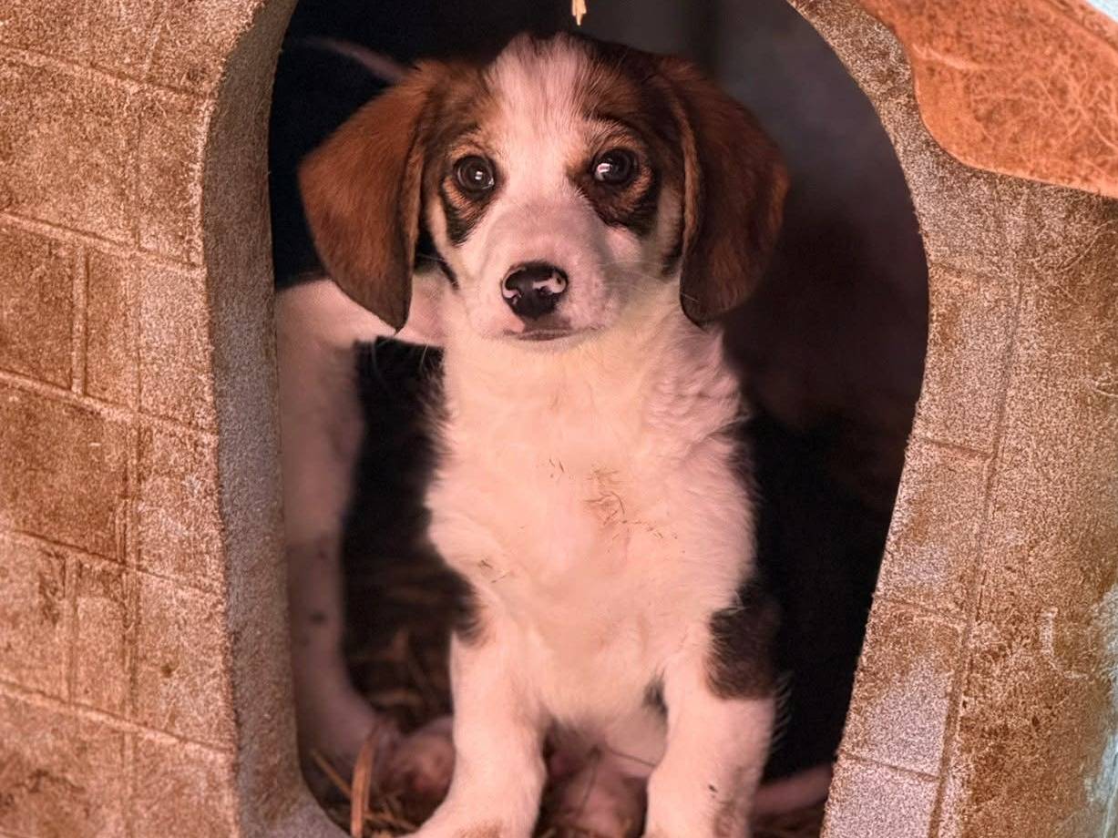 Vuoi adottare un cane a Firenze?