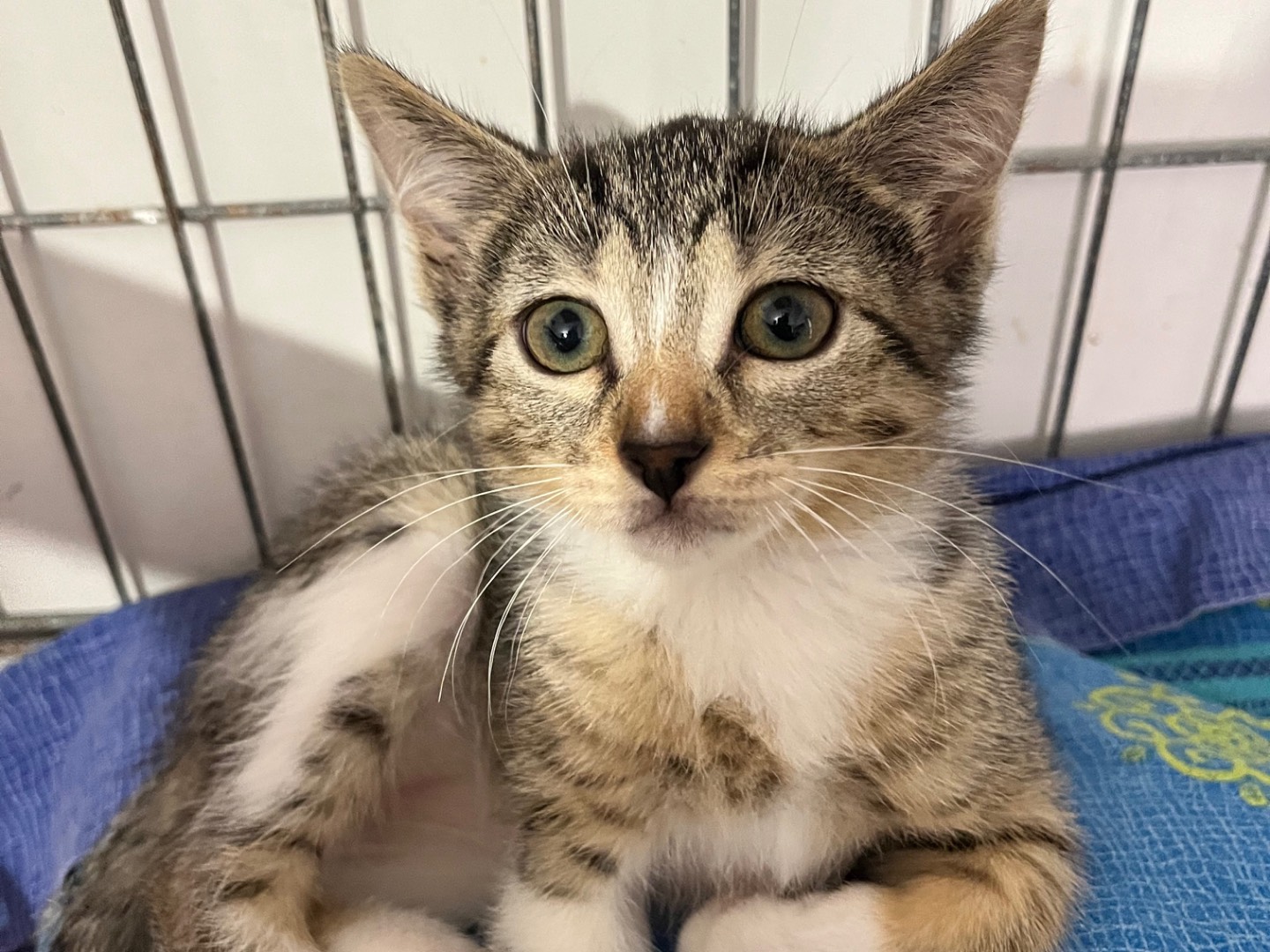 Adozione gatto, femmina, Razza sconosciuta Razza sconosciuta, 2 mesi, taglia non valida, Padova