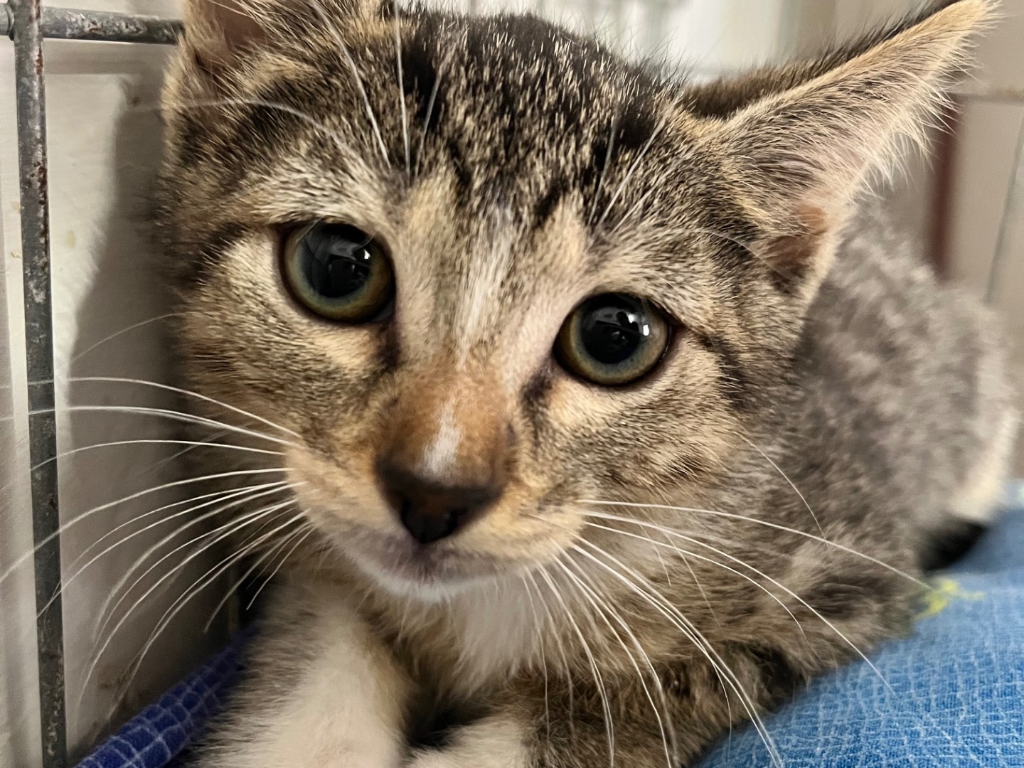 Adotta un gatto, femmina, 2 mesi, Padova