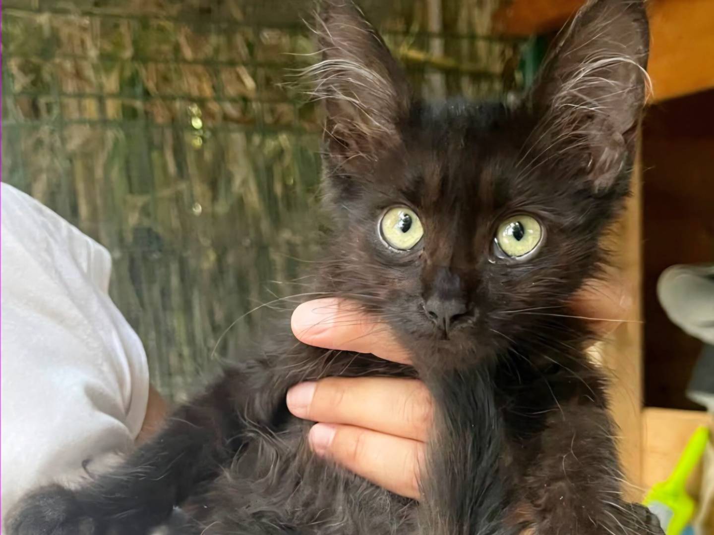 Adozione gatto, femmina, Razza sconosciuta Razza sconosciuta, 3 mesi, taglia non valida, Torino