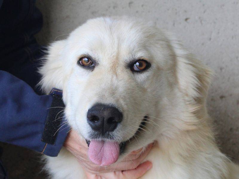 Adozione cane, maschio, Pastore maremmano Razza sconosciuta, 1 anno e 2 mesi, taglia media, Roma
