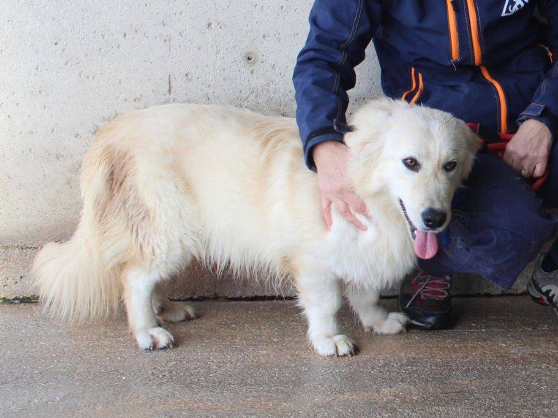 Adotta un cane, maschio, 1 anno e 2 mesi, Roma