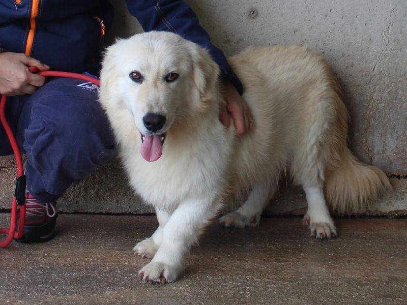 Vuoi adottare un cane a Roma?