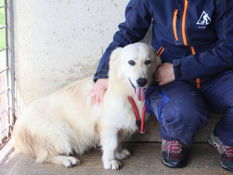 Adotta il cane Ricoardo a Roma