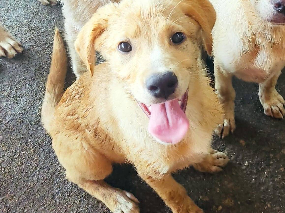 Adozione cane, maschio, Razza sconosciuta Razza sconosciuta, 5 mesi, taglia media, Vibo