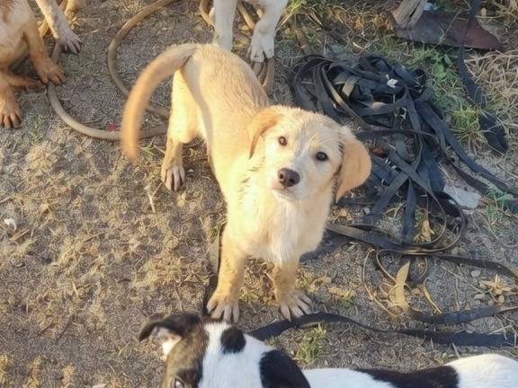 Adotta un cane, maschio, 5 mesi, Vibo
