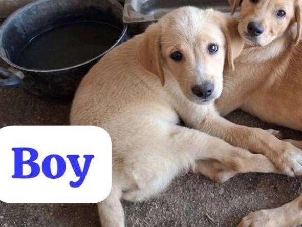 Adotta un cane, taglia media, maschio, Vibo