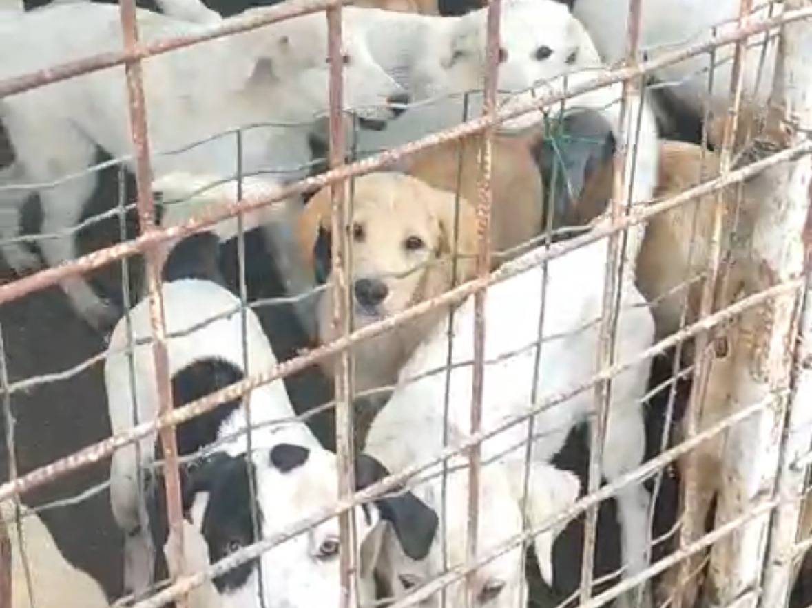 Vuoi adottare un cane a Vibo?