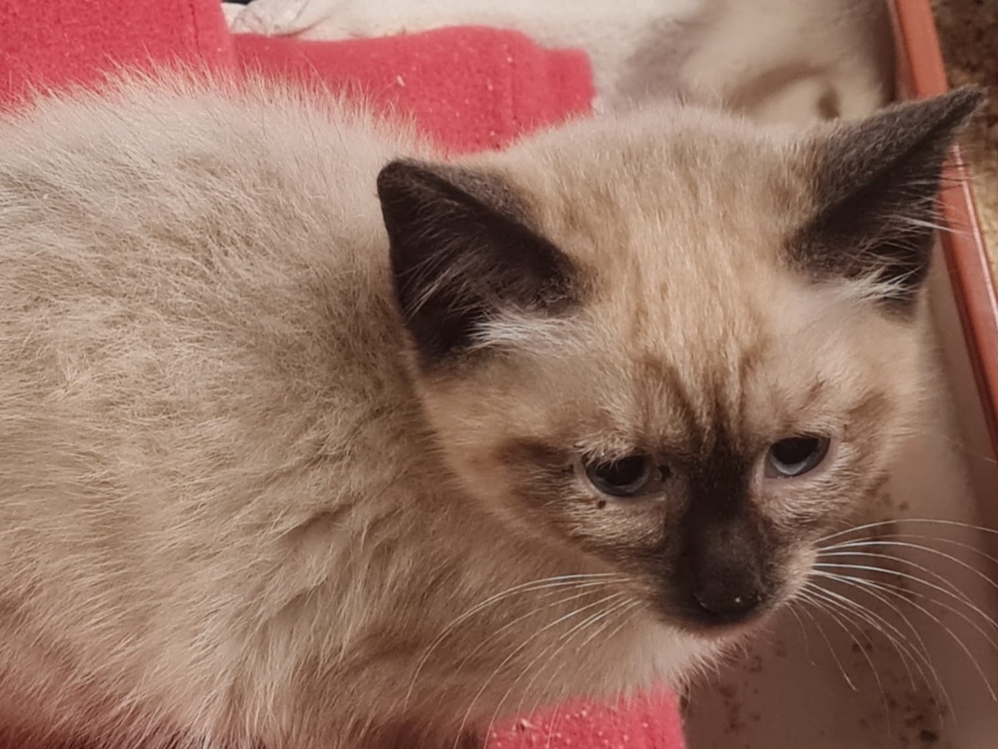Adotta un gatto, maschio, 2 mesi, Trento