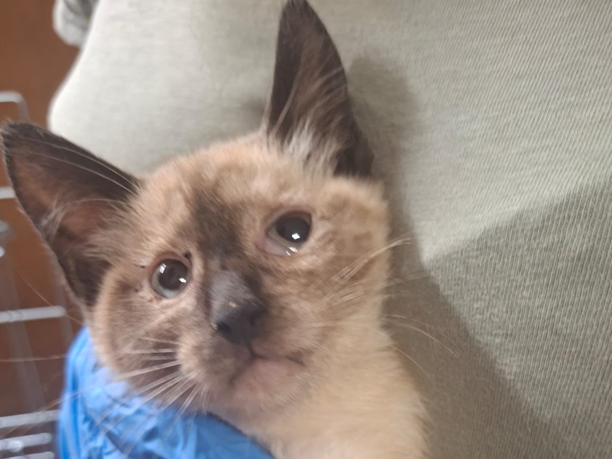 Adotta un gatto, taglia non valida, maschio, Trento