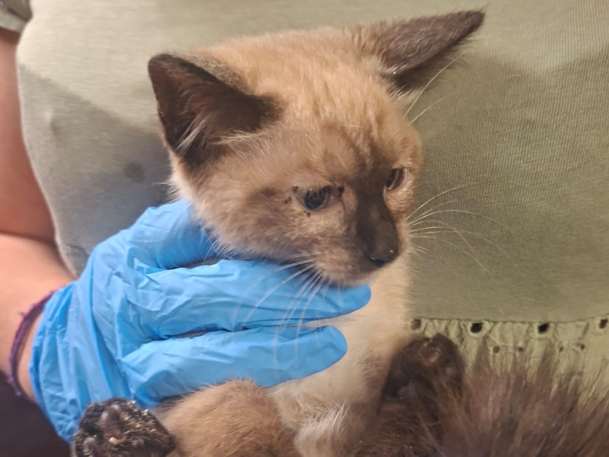 Vuoi adottare un gatto a Trento?