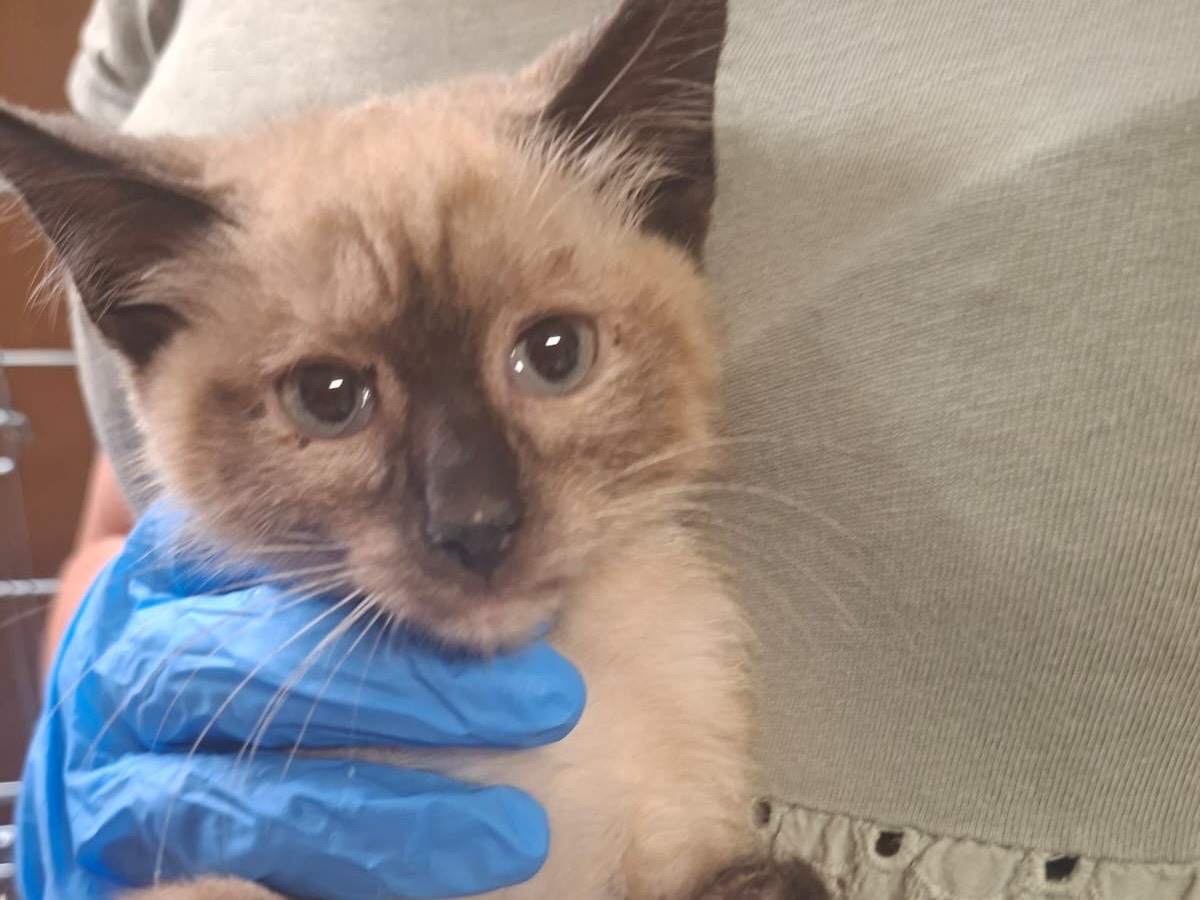 Adotta il gatto Milo a Trento