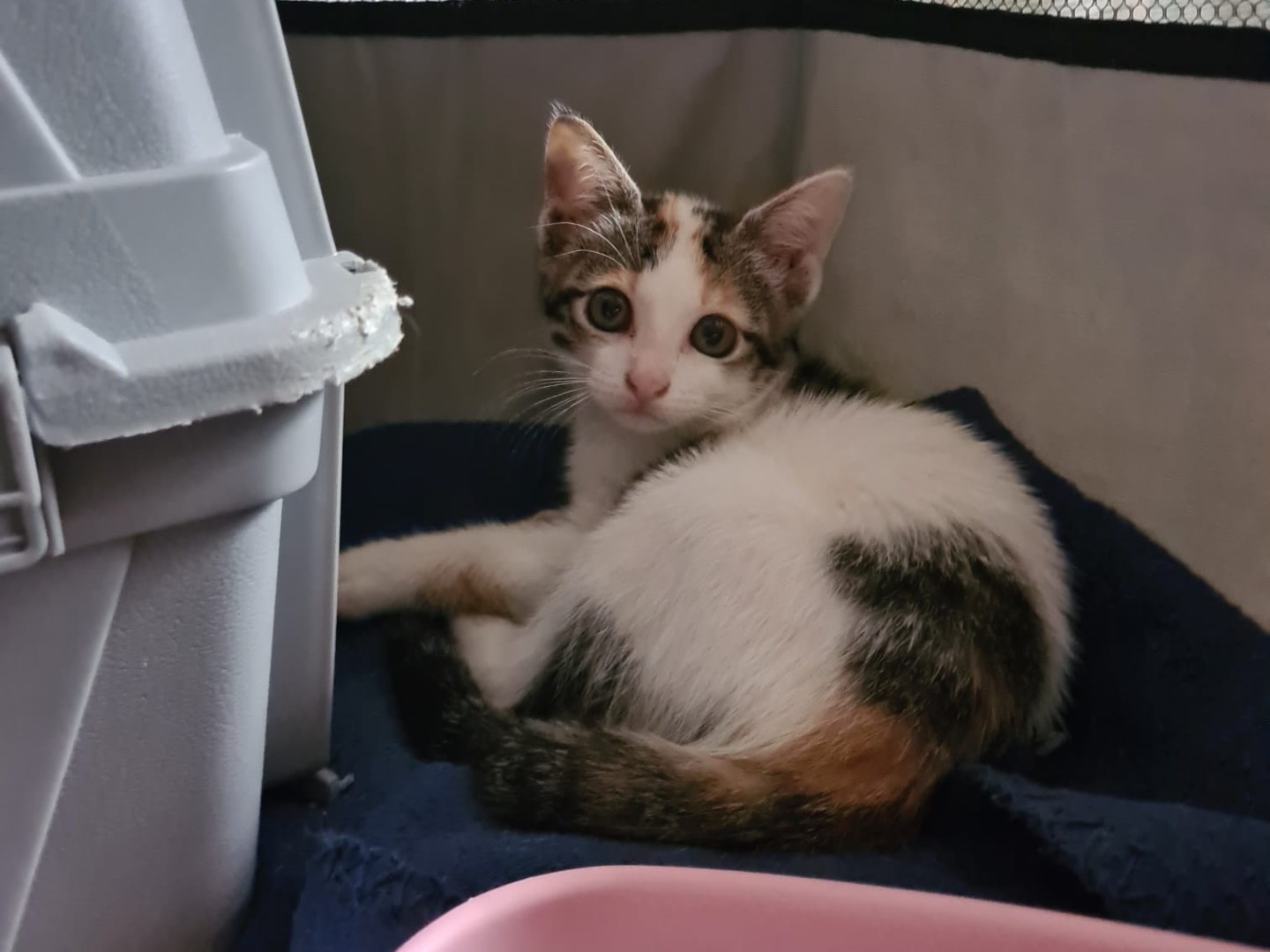 Adozione gatto, femmina, Razza sconosciuta Razza sconosciuta, 2 mesi, taglia non valida, Trento