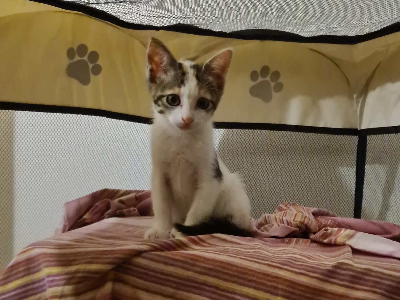 Adotta un gatto, femmina, 2 mesi, Trento