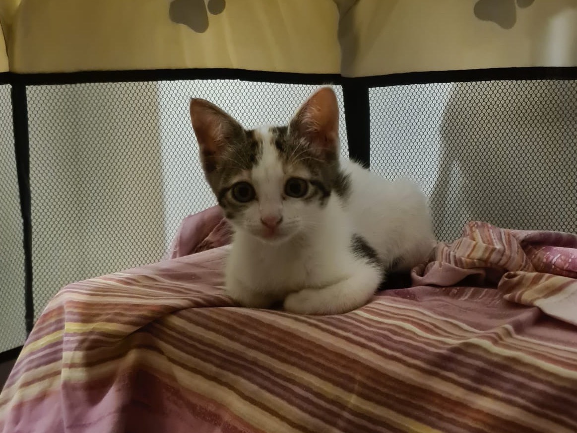 Adotta un gatto, taglia non valida, femmina, Trento