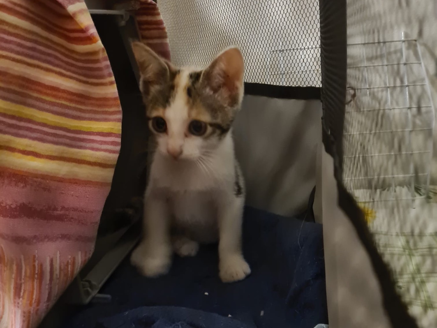 Vuoi adottare un gatto a Trento?