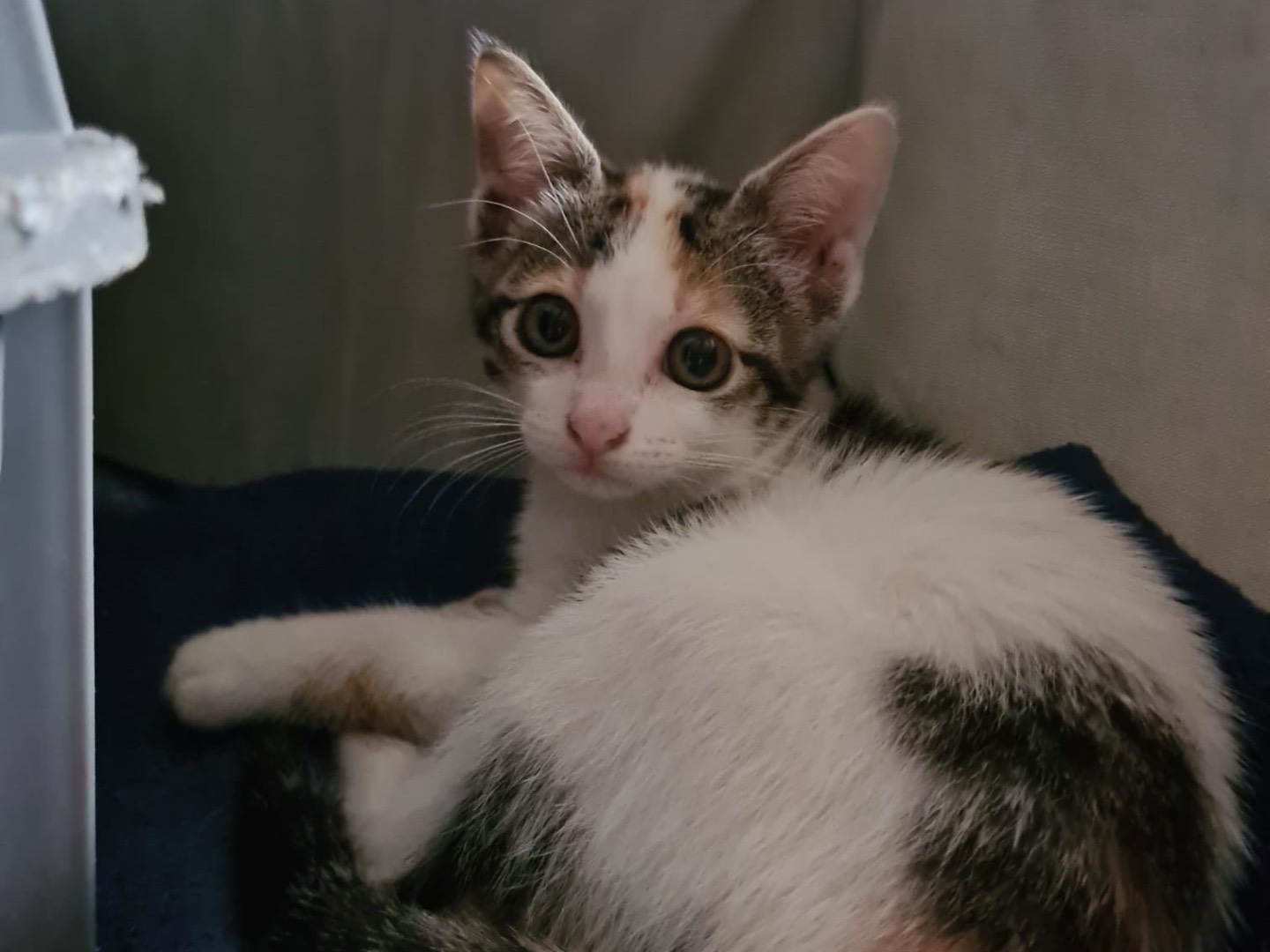 Adotta il gatto Bella a Trento