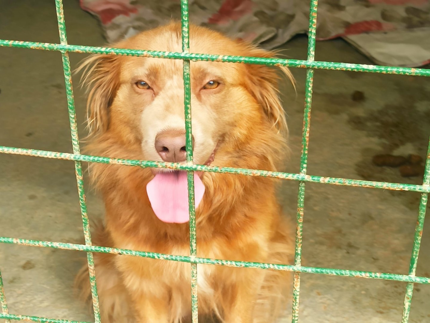 Adozione cane, femmina, Razza sconosciuta Razza sconosciuta, 2 anni e 1 mese, taglia media contenuta, Roma