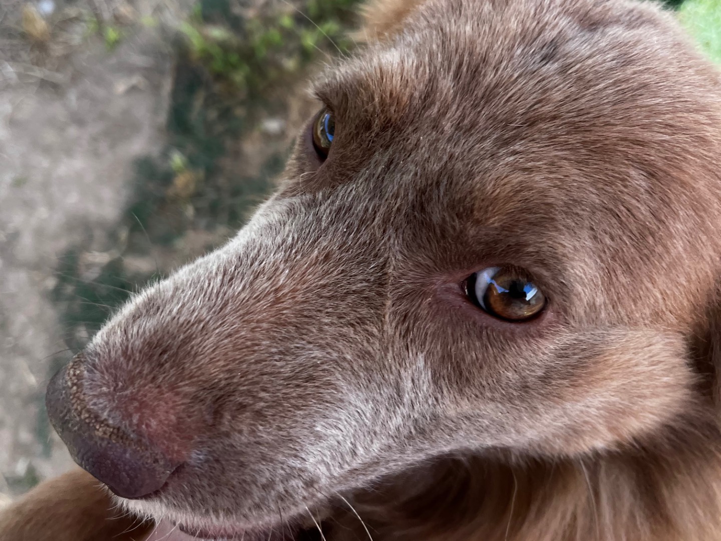 Adotta un cane, taglia media contenuta, femmina, Roma