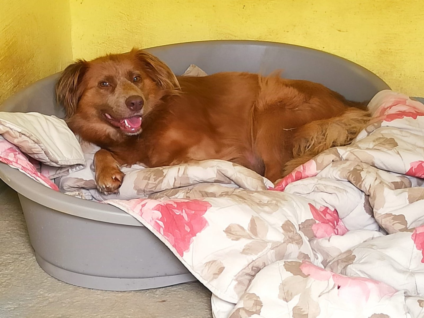 Adotta un cane, femmina, 2 anni e 1 mese, Roma