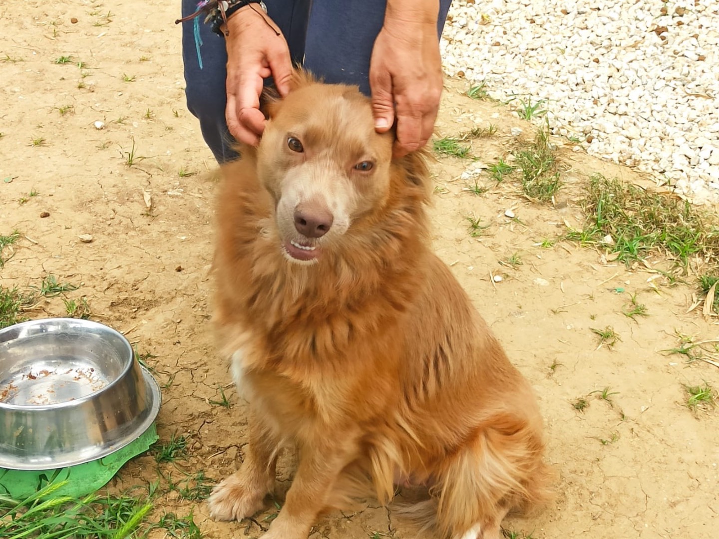 Vuoi adottare un cane a Roma?