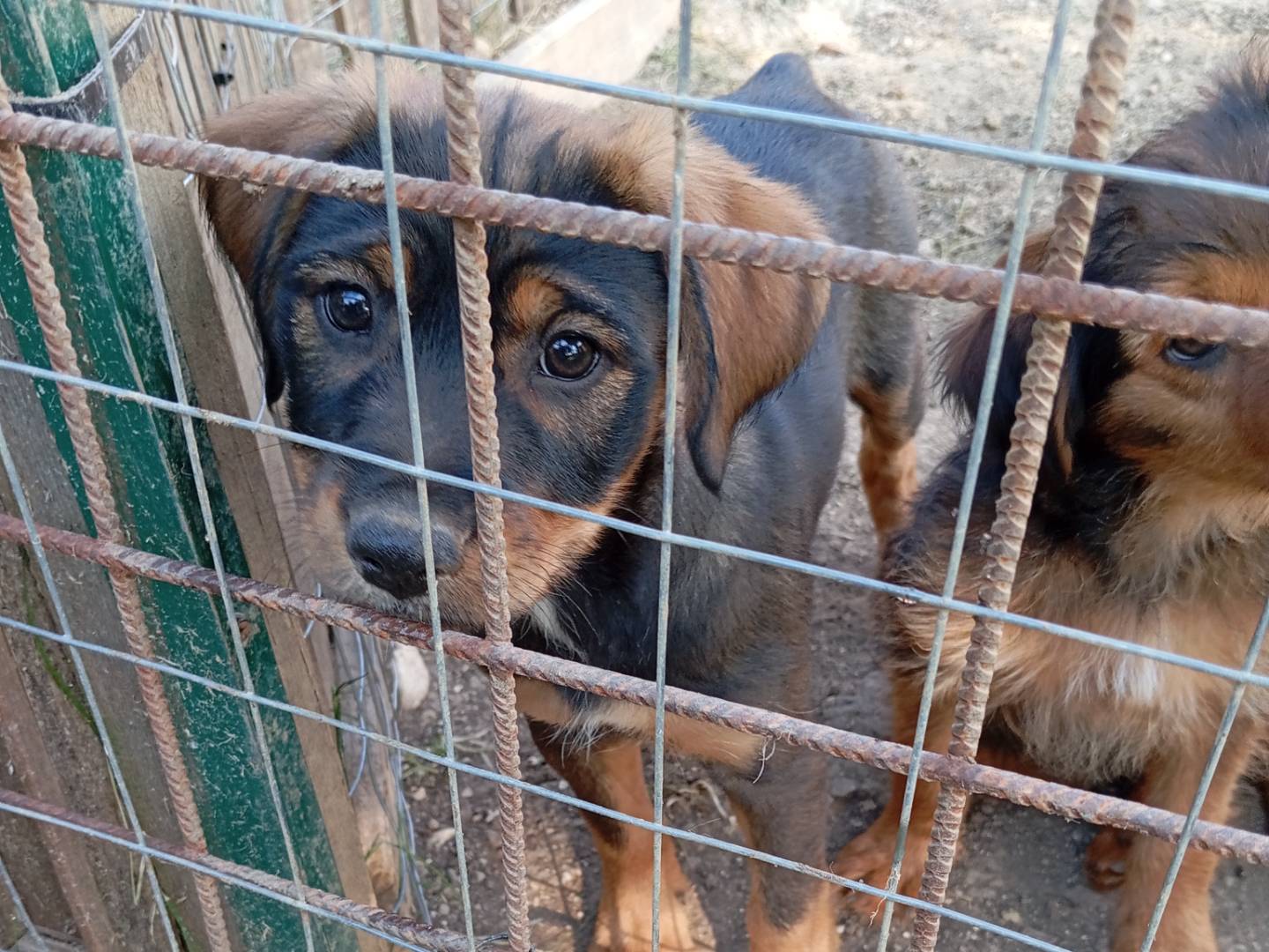 Adozione cane, femmina, Razza sconosciuta Razza sconosciuta, 3 mesi, taglia media contenuta, Frosinone