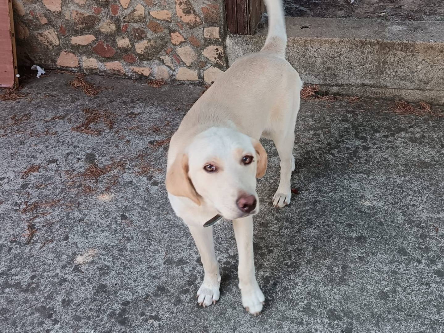 Adozione cane, femmina, Razza sconosciuta Razza sconosciuta, 6 mesi, taglia media, Catanzaro