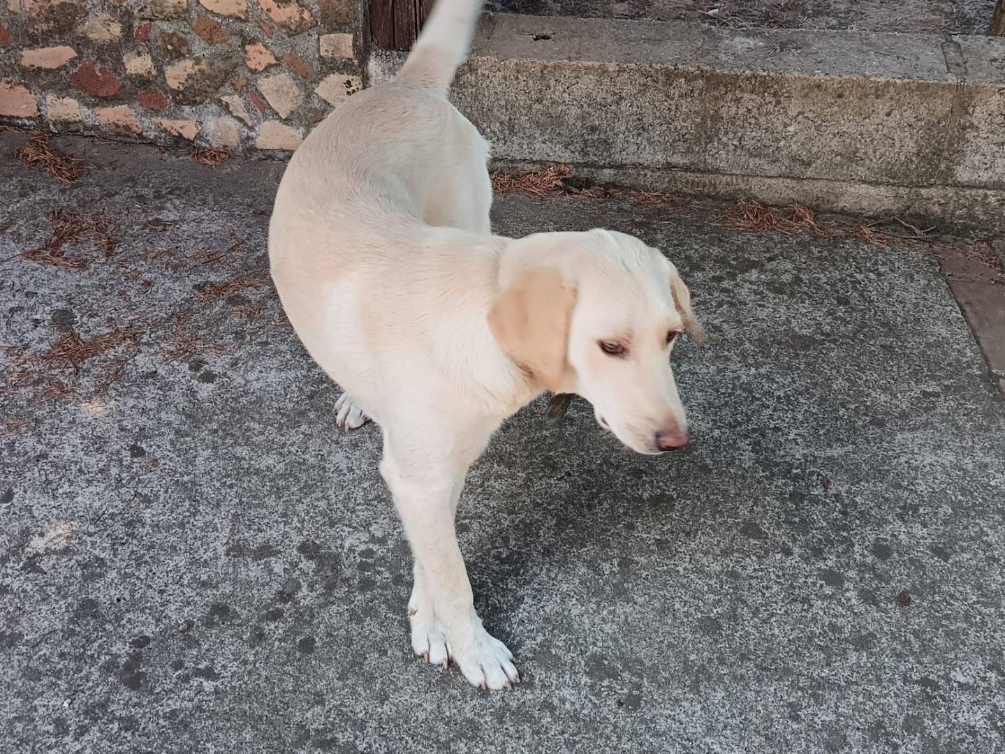 Adotta un cane, femmina, 6 mesi, Catanzaro