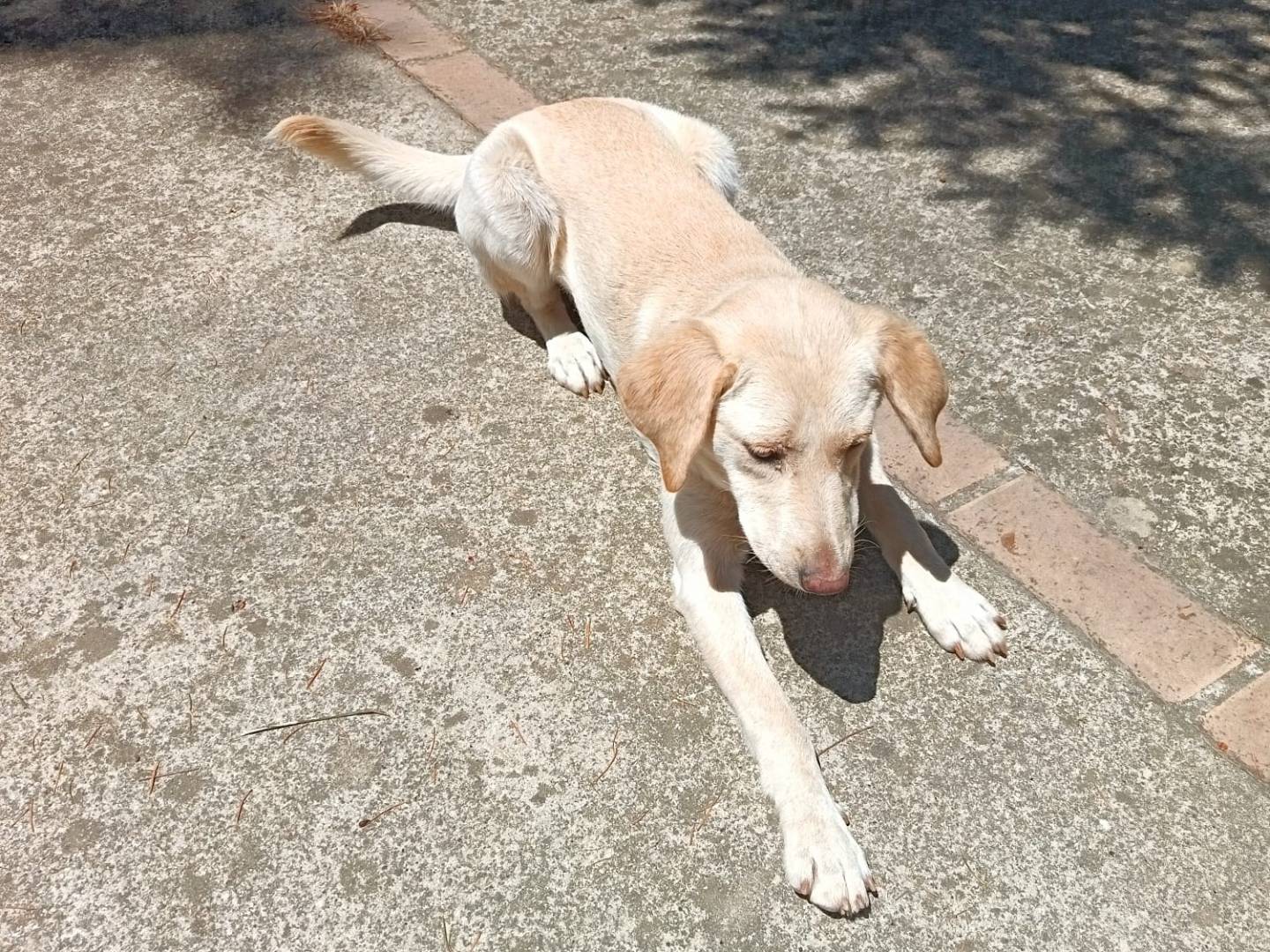 Adotta un cane, taglia media, femmina, Catanzaro