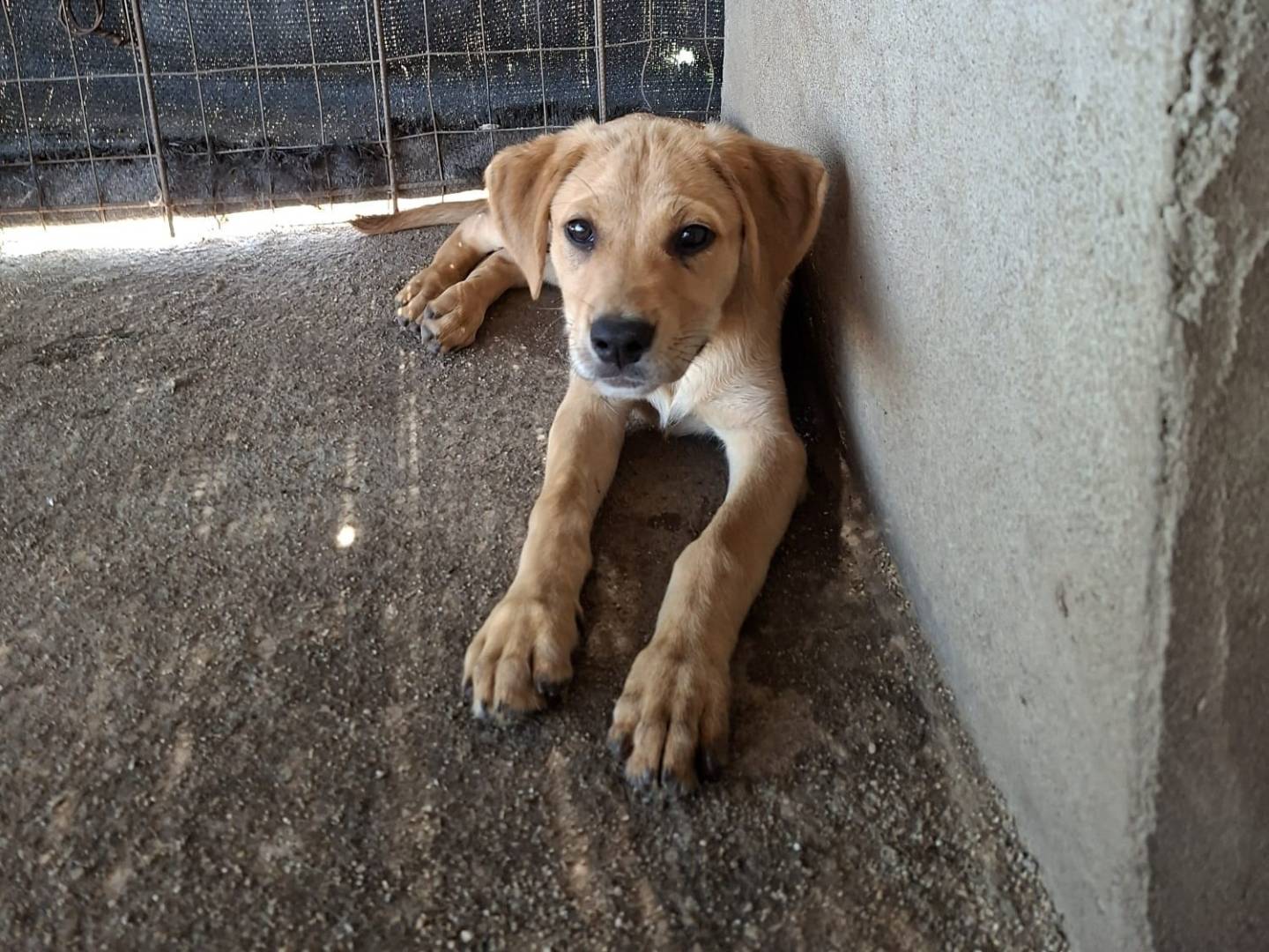 Adozione cane, maschio, Razza sconosciuta Razza sconosciuta, 5 mesi, taglia media, Vibo