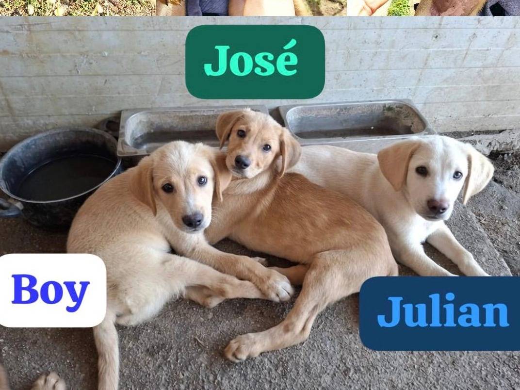 Adotta un cane, maschio, 5 mesi, Vibo