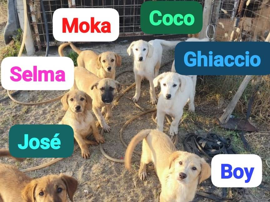 Adotta un cane, taglia media, maschio, Vibo