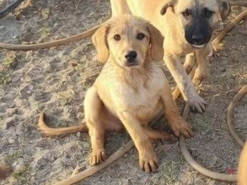 Vuoi adottare un cane a Vibo?