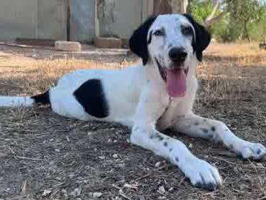 Adozione cane, maschio, Setter Inglese Razza sconosciuta, 5 mesi, taglia media, Padova