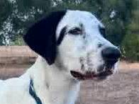 Adotta un cane, taglia media, maschio, Padova