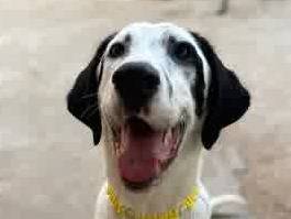 Vuoi adottare un cane a Padova?