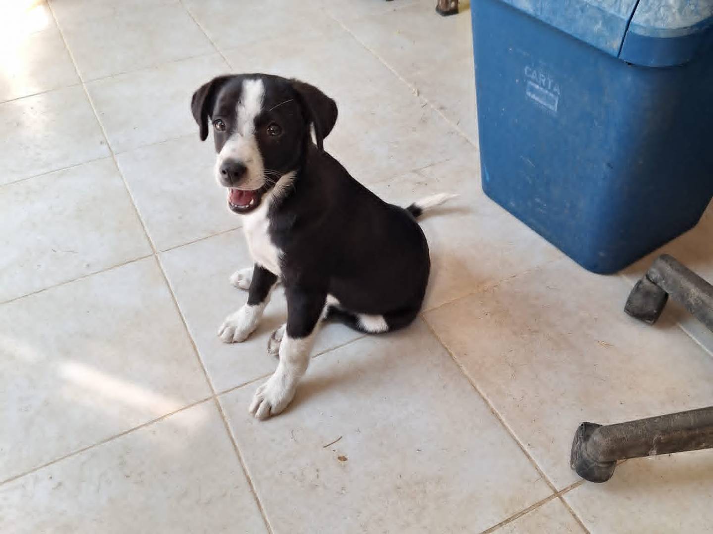 Adozione cane, maschio, Razza sconosciuta Razza sconosciuta, 2 mesi, taglia media, Bari