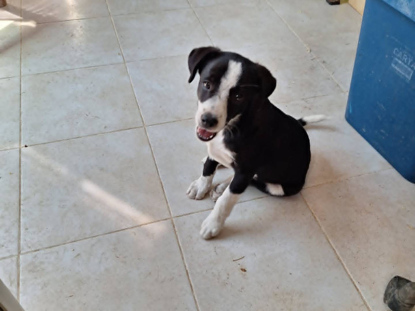 Adotta un cane, maschio, 2 mesi, Bari