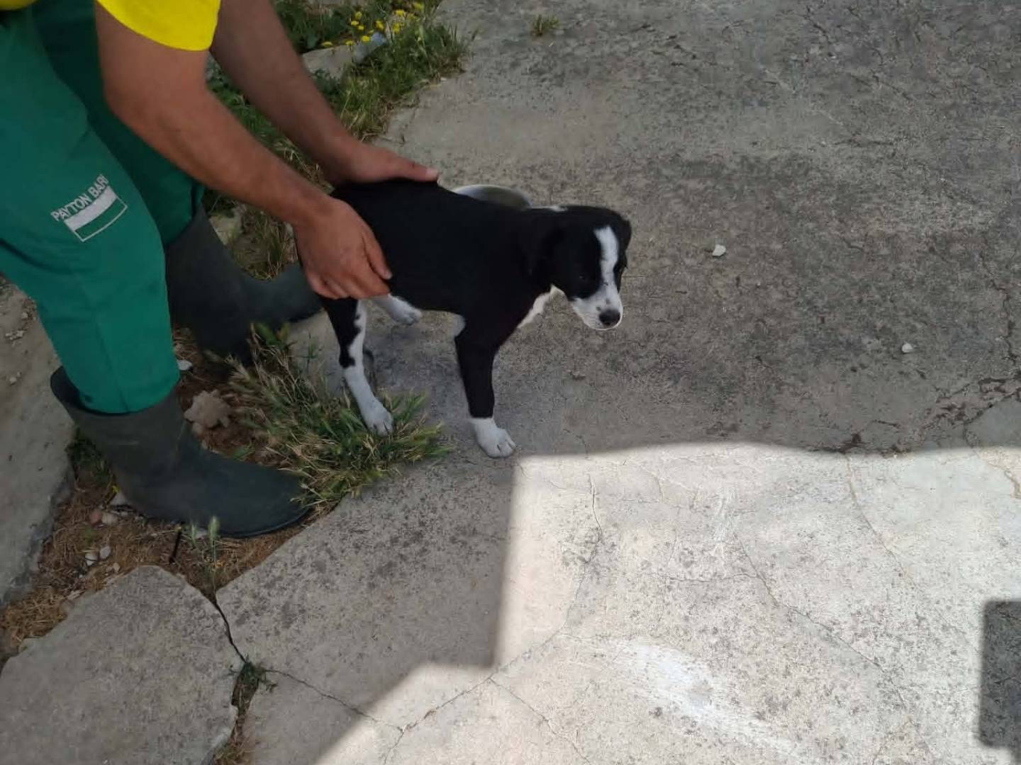 Adotta un cane, taglia media, maschio, Bari