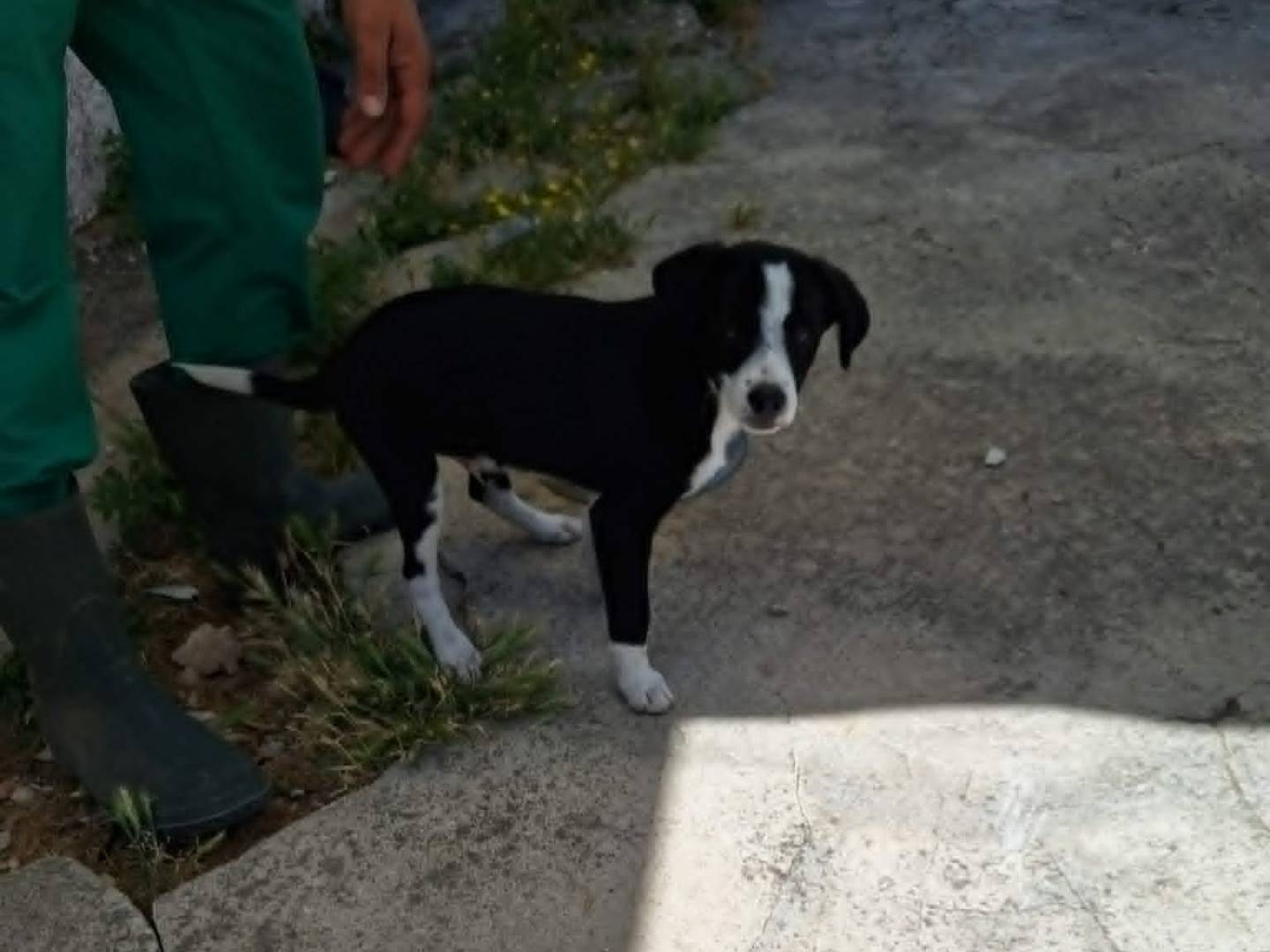 Vuoi adottare un cane a Bari?